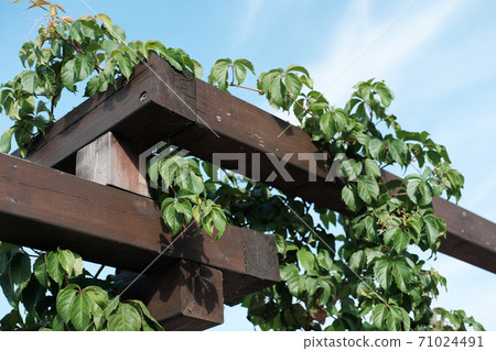 Victoria creeper, or Boston Ivy entwined wooden fence Victoria creeper, or Boston Ivy entwined wooden fence 71024491