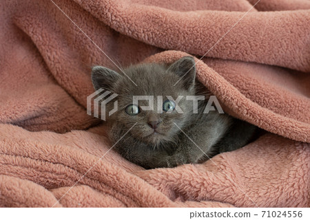 small small 71024556