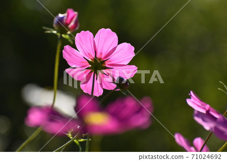 宇治植物園 71024692