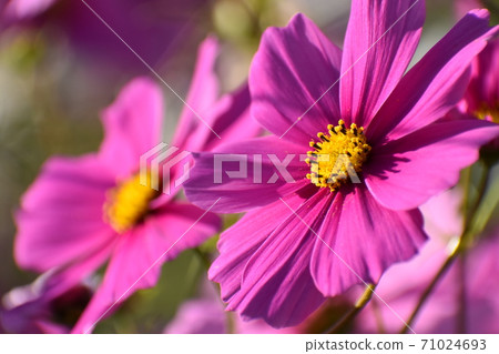 宇治植物園 71024693