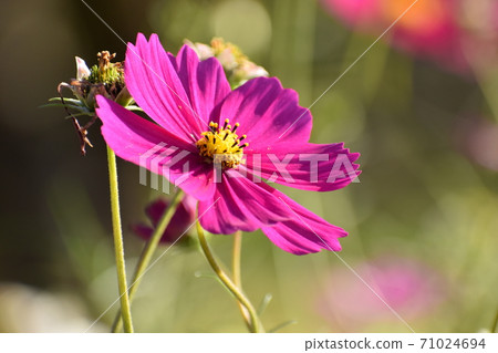 宇治植物園 71024694