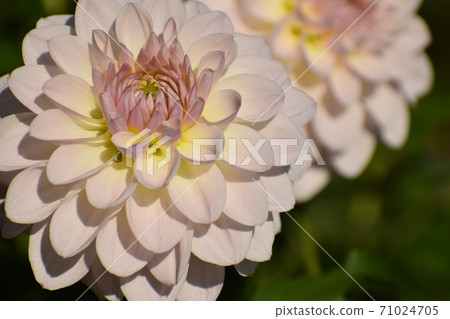 宇治植物園 宇治植物園 71024705