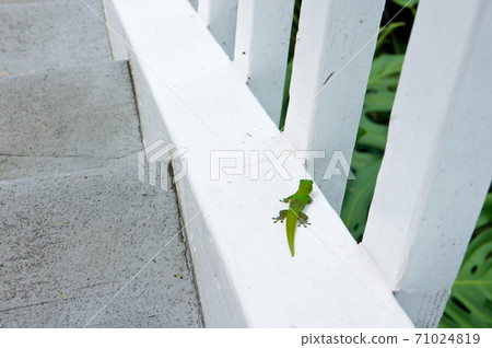 Little green lizard Little green lizard 71024819