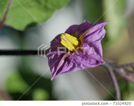 秋季盛開的茄子花 秋季盛開的茄子花 71024920
