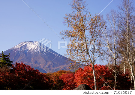 Maple autumn leaves, birch and Mt. Fuji Maple autumn leaves, birch and Mt. Fuji 71025057