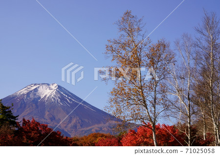 Maple autumn leaves, birch and Mt. Fuji Maple autumn leaves, birch and Mt. Fuji 71025058