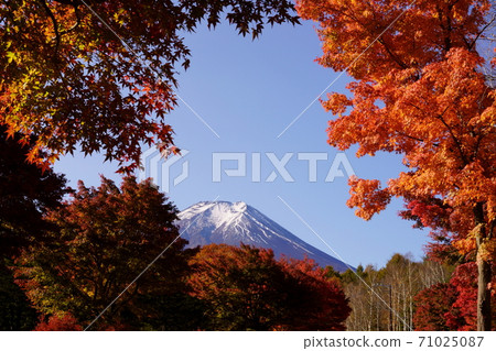 楓葉，樺木和富士山的秋葉 71025087