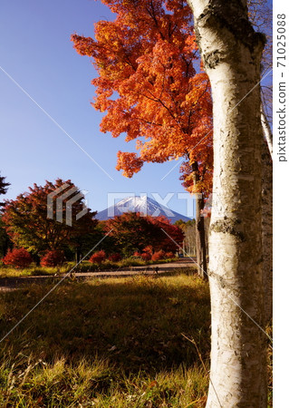 楓葉，樺木和富士山的秋葉 71025088