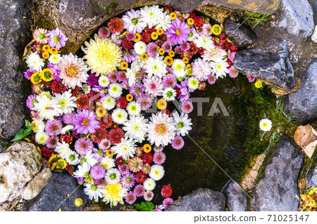 Vivid Hanatemizu (Kikutemizu) Nihonmatsu City, Fukushima Prefecture 71025147