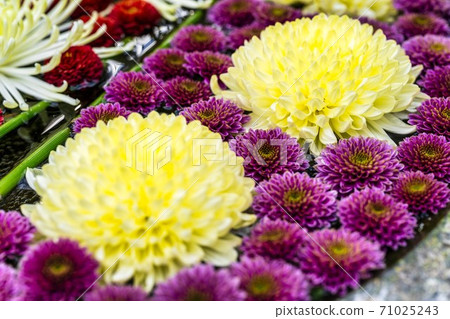 Vivid Hanatemizu (Kikutemizu) Nihonmatsu City, Fukushima Prefecture 71025243