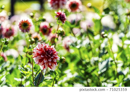 Brightly blooming dahlia, Kawanishi Town, Yamagata Prefecture 71025359