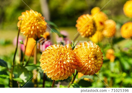 山形縣川西町大花iya 71025396