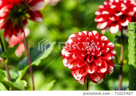 Brightly blooming dahlia, Kawanishi Town, Yamagata Prefecture Brightly blooming dahlia, Kawanishi Town, Yamagata Prefecture 71025487