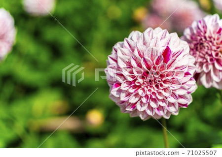 Brightly blooming dahlia, Kawanishi Town, Yamagata Prefecture Brightly blooming dahlia, Kawanishi Town, Yamagata Prefecture 71025507