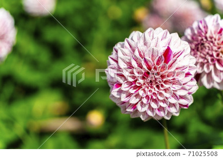 Brightly blooming dahlia, Kawanishi Town, Yamagata Prefecture Brightly blooming dahlia, Kawanishi Town, Yamagata Prefecture 71025508