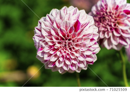 Brightly blooming dahlia, Kawanishi Town, Yamagata Prefecture Brightly blooming dahlia, Kawanishi Town, Yamagata Prefecture 71025509