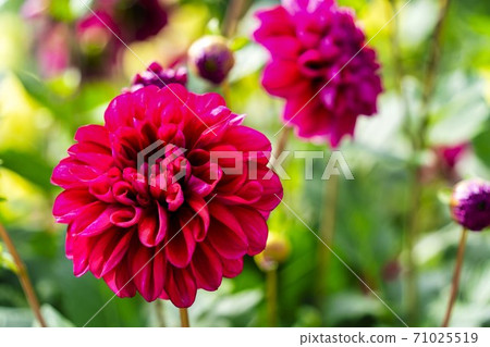 Brightly blooming dahlia, Kawanishi Town, Yamagata Prefecture 71025519