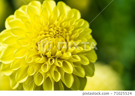 Brightly blooming dahlia, Kawanishi Town, Yamagata Prefecture Brightly blooming dahlia, Kawanishi Town, Yamagata Prefecture 71025524