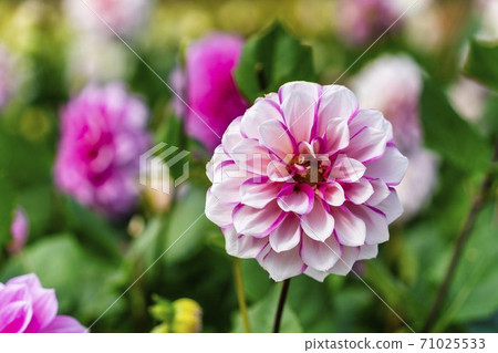 山形縣川西町大花iya 71025533