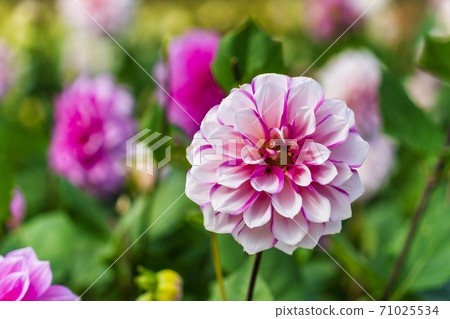 山形縣川西町大花iya 71025534