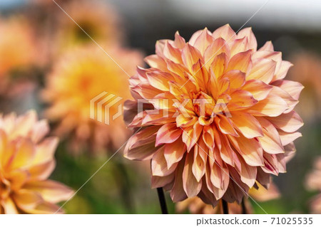 山形縣川西町大花iya 71025535