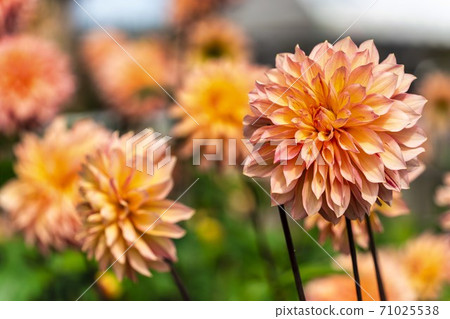 Brightly blooming dahlia, Kawanishi Town, Yamagata Prefecture Brightly blooming dahlia, Kawanishi Town, Yamagata Prefecture 71025538