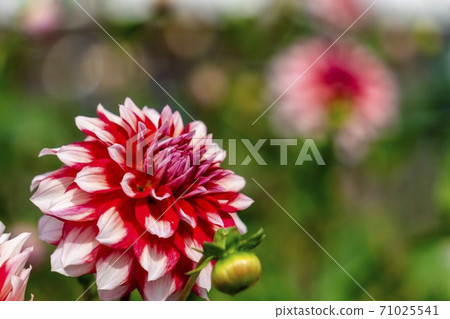 Brightly blooming dahlia, Kawanishi Town, Yamagata Prefecture Brightly blooming dahlia, Kawanishi Town, Yamagata Prefecture 71025541