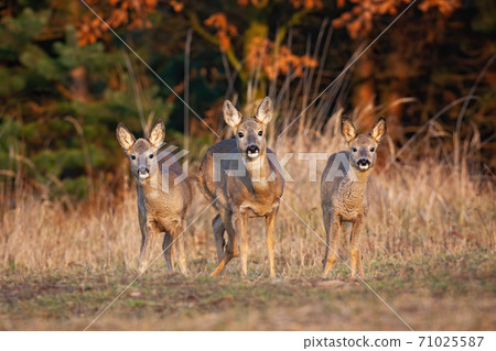 Three roe deer does standing on field in autumn nature 71025587