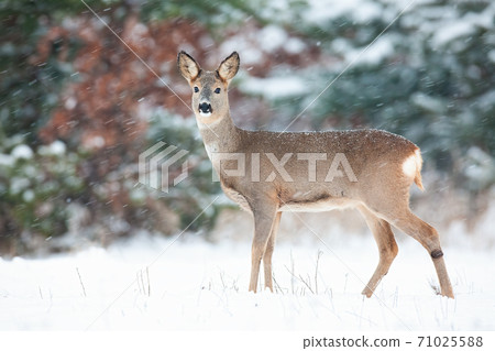 Roe deer doe standing on white field during snowing. 71025588