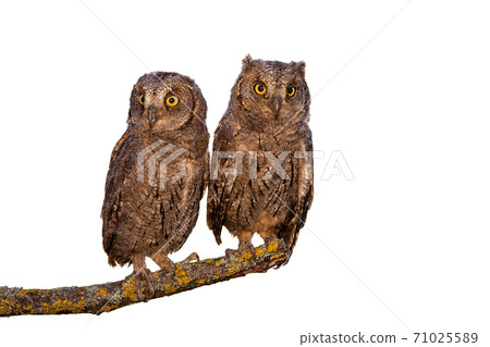 Eurasian scops owl chicks sitting on branch isolated on white background Eurasian scops owl chicks sitting on branch isolated on white background 71025589