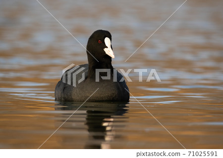 Eurasian coot floating on water in autumn nature. 71025591