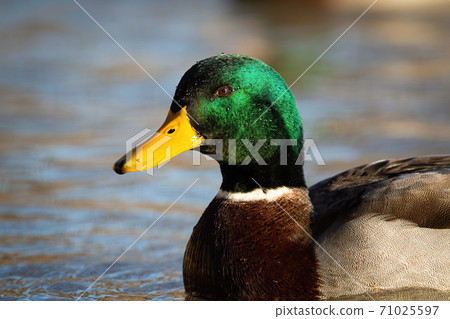 Mallard floating on blue river in springtime nature. Mallard floating on blue river in springtime nature. 71025597