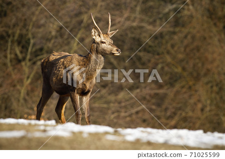Young red deer standing on meadow in winter nature 71025599