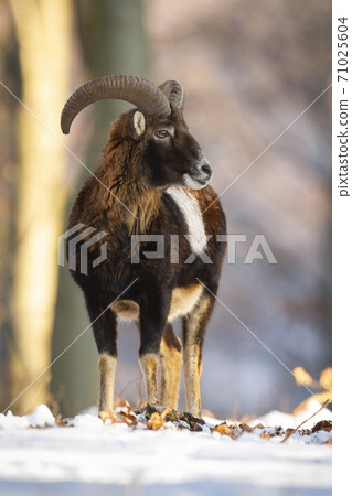 Mouflon ram standing in forest in wintertime nature. 71025604