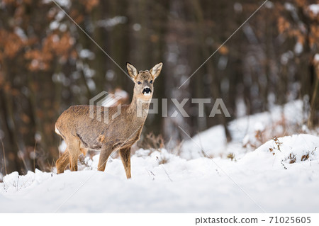 Roe deer standing in forest in wintertime nature. Roe deer standing in forest in wintertime nature. 71025605
