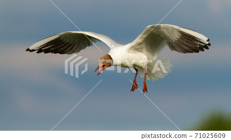 Black-headed gull flying in midair in summertime. 71025609