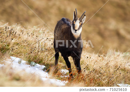 Tatra chamois standing on dry meadow in winter nature 71025610