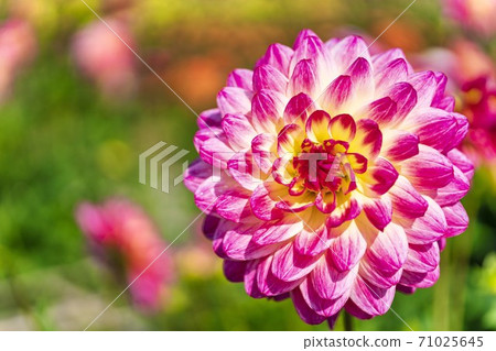 Brightly blooming dahlia, Kawanishi Town, Yamagata Prefecture Brightly blooming dahlia, Kawanishi Town, Yamagata Prefecture 71025645