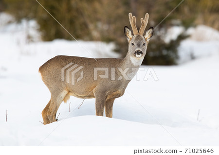 roe deer standing on meadow in wintertime nature. roe deer standing on meadow in wintertime nature. 71025646
