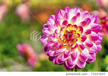 Brightly blooming dahlia, Kawanishi Town, Yamagata Prefecture Brightly blooming dahlia, Kawanishi Town, Yamagata Prefecture 71025647