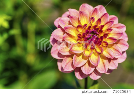Brightly blooming dahlia, Kawanishi Town, Yamagata Prefecture Brightly blooming dahlia, Kawanishi Town, Yamagata Prefecture 71025684