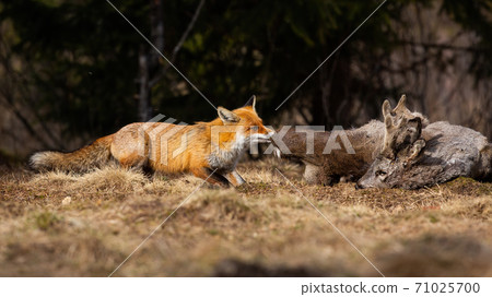 Red fox tearing prey on field in autumn nature. 71025700