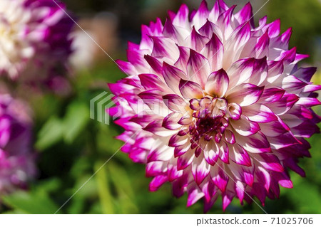 Brightly blooming dahlia, Kawanishi Town, Yamagata Prefecture Brightly blooming dahlia, Kawanishi Town, Yamagata Prefecture 71025706