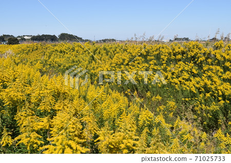 Yellow full bloom, naturalized plant Solidago altissima Yellow full bloom, naturalized plant Solidago altissima 71025733