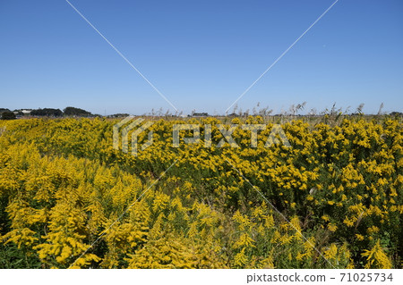 Yellow full bloom, naturalized plant Solidago altissima 71025734