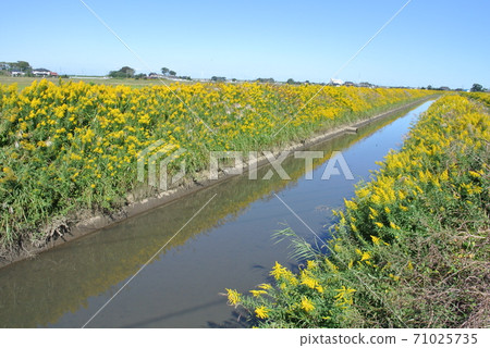 Yellow full bloom, naturalized plant Solidago altissima Yellow full bloom, naturalized plant Solidago altissima 71025735