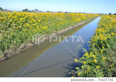 Yellow full bloom, naturalized plant Solidago altissima Yellow full bloom, naturalized plant Solidago altissima 71025736