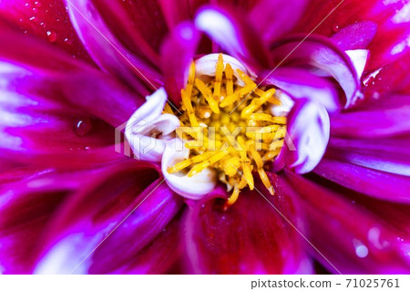 Brightly blooming dahlia, Kawanishi Town, Yamagata Prefecture 71025761