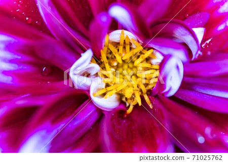 Brightly blooming dahlia, Kawanishi Town, Yamagata Prefecture 71025762