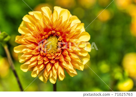 Brightly blooming dahlia, Kawanishi Town, Yamagata Prefecture 71025763